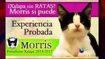 Postulan en Estados de México animales para candidaturas