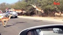 Antilope se golpea con carro de Turista en Safari