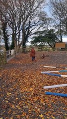 Emaciated dog in Barnsley who was ‘barely alive’ when found now loving life