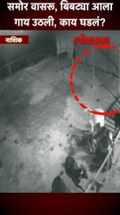 गायींनी बिबट्या पळवून लावला