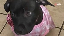 Video. Una cucciola randagia è baciata dal destino: fa l'incontro giusto e inizia una nuova vita