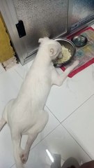 Eating while laying down on the tiles 