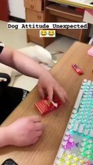 cute dog