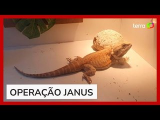 Download Video: PF apreende lagarto australiano em operação sobre superfaturamento de equipamentos para covid no RJ