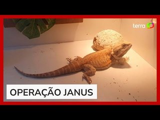PF apreende lagarto australiano em operação sobre superfaturamento de equipamentos para covid no RJ