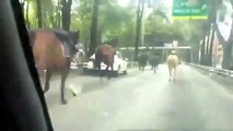 A la policía montada se les escaparon los caballos en el DF