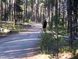 Original Video  Como actuar ante un Bisonte