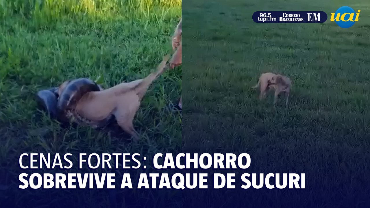 Cachorro sobrevive a ataque de sucuri
