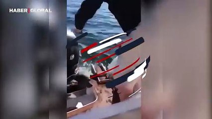 O kaçtı katil balina kovaladı, imdadına yetişen ise...