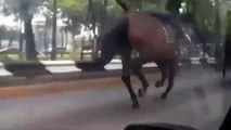 Caballos policias escapan y corren por calles de la Ciudad de México