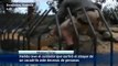 Cocodrilo ataca a su entrenador en zoológico de Australia