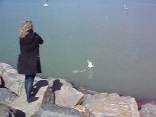 Nono et les mouettes