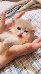 The Cute and The Talented cats/Part/4