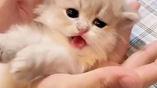 The Cute and The Talented cats/Part/4