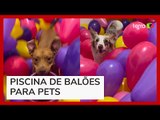 Pitbull ganha surpresa de mil balões dos tutores e vídeo viraliza nas redes