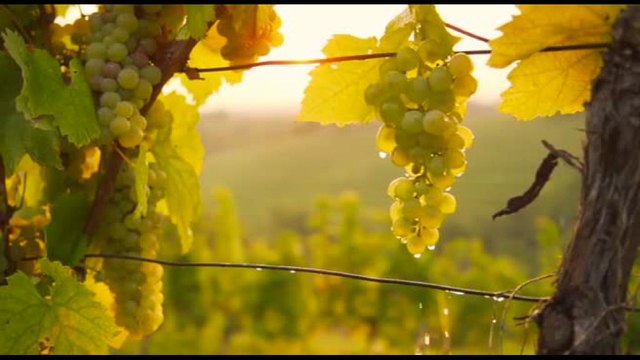 Il 96% degli italiani conosce i marchi DOP e IGP e la loro qualità superiore