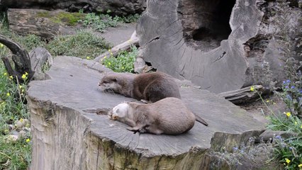 Nutria que hace juegos malabares con una piedra