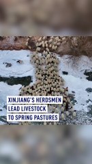 Xinjiang’s herdsmen transfer livestock to spring pastures