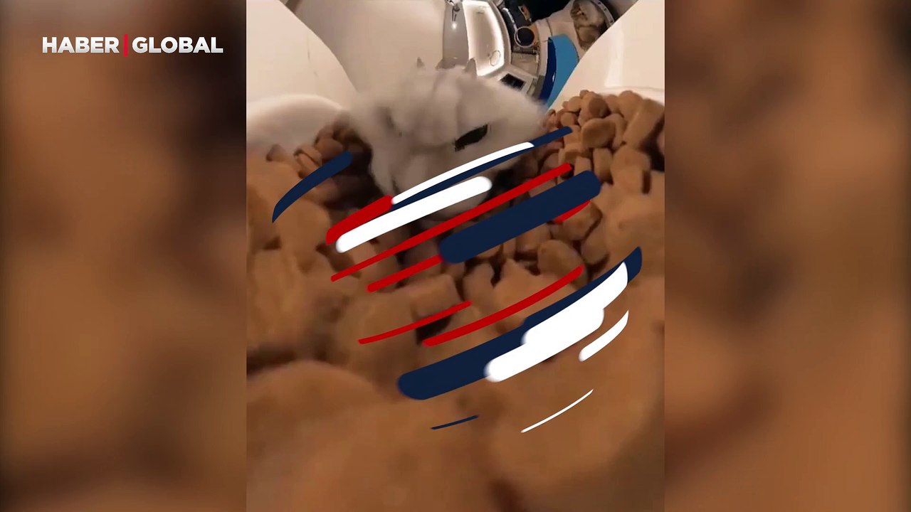 Bir kap mama ile orucunu açtı: "Kedi için iftar vakti"