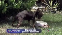 Guinness World Record El perro mas pequeño del mundo es de Puerto Rico