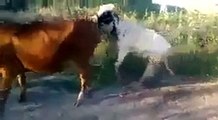 Vacas haciendolo FAIL
