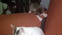 cat and kittens