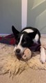 Dog Rolls Into Blanket and Snuggles With Their Stuffed Monkey