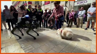 Police in Spain test robot dog to enforce traffic laws