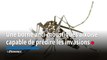 Une borne anti-moustiques aixoise capable de prédire les invasions
