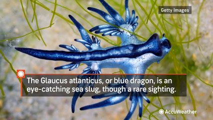 'Blue dragons' may look like Pokémon but their sting is painful, experts warn