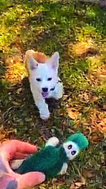 Cute dogs video 40