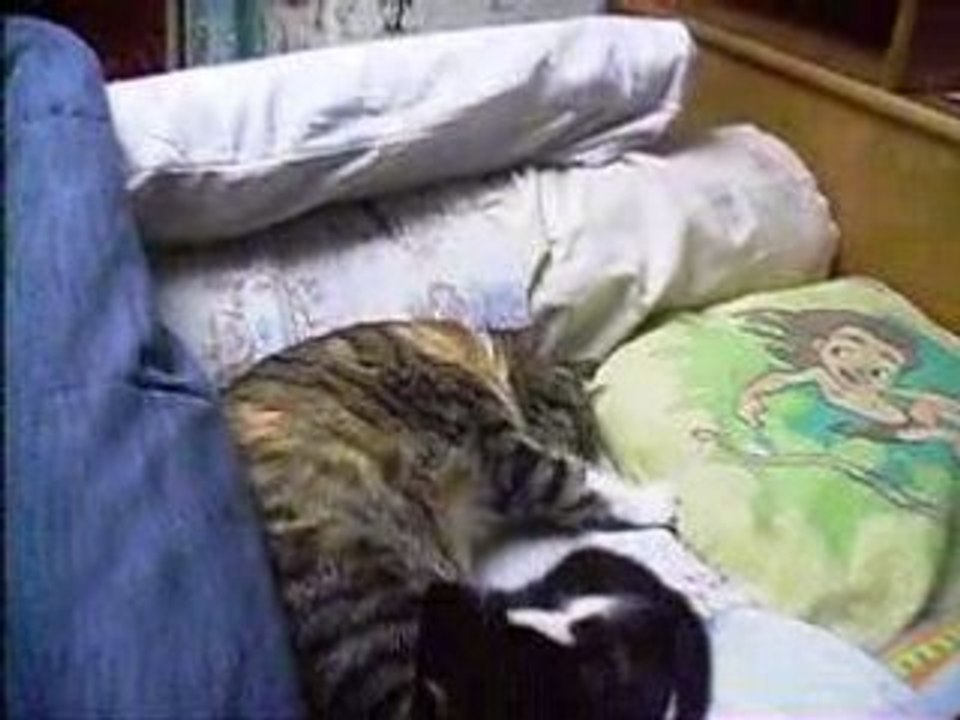 Mes chats :)