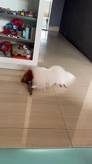 Belle the Pup Nibbling on Toy Doesn't Like Being Watched