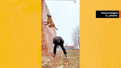 Hämmästyttävä video: belgialainen paimenkoira malinois tekee painovoimaa uhmaavan akrobatiateoksen
