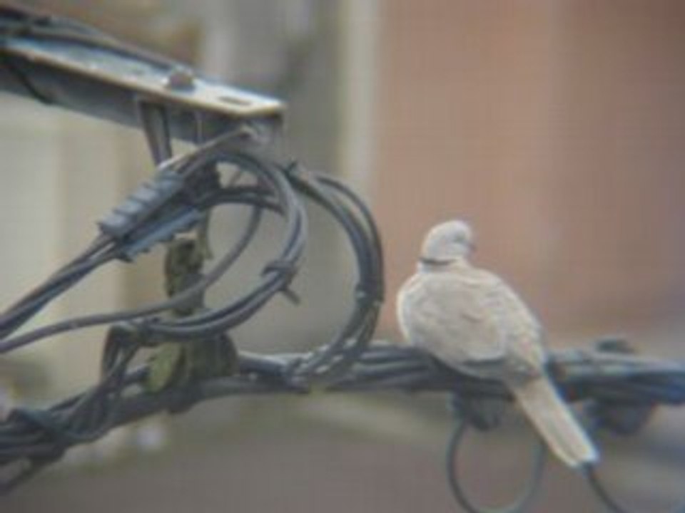 La Tourterelle Turque