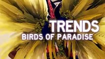 2013 Victorias Secret Fashion Show  Trends  Birds of Paradise  Behind the Scenes