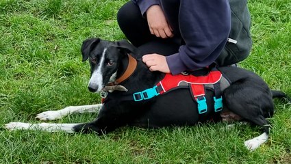 ‘Skinniest’ dog RSPCA rescuer has ever seen alive now loving life in new home