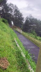 Dog Rides Luge Cart Down Hill
