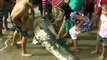 Cientos de delfines muertos en las playas en el Perú