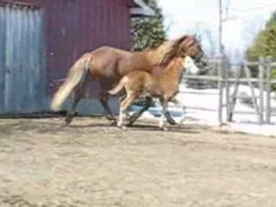 Joker trot