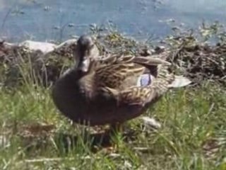 le 5 avril 2008 à Seignosse