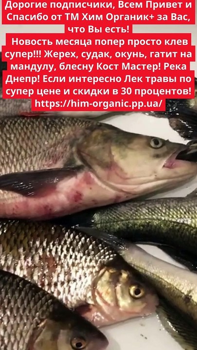 Greetings, friends! ** Incredible catch!** Pike perch, asp, perch - they bite like a cannon!