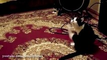 Loca Pelea de Gatos