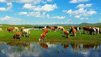 thảo nguyên đẹp quyến rũ Trung Quốc