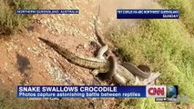 Una serpiente Lucha un Cocodrilo