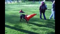 Perro mete la cabeza en un  cono naranja