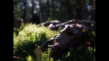 IN A VIOLENT NATURE Official Trailer (2024)