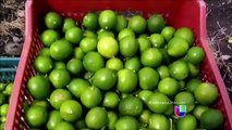 Se disparan los precios del limón en México a mas de 50 pesos