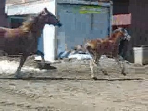 Joker changement de pied galop