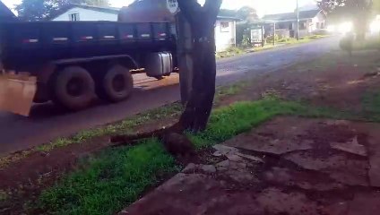 Moradora clama por ajuda por causa de árvore que pode cair no muro da sua casa